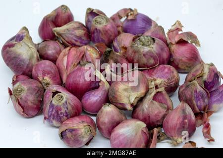 Zu den nahen Verwandten von Bawang Merah oder Schalotten gehören Zwiebeln, Lauch, Chive, walisische Zwiebeln und chinesische Zwiebeln. Mit Ausgewähltem Fokus Stockfoto