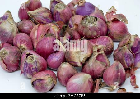 Zu den nahen Verwandten von Bawang Merah oder Schalotten gehören Zwiebeln, Lauch, Chive, walisische Zwiebeln und chinesische Zwiebeln. Mit Ausgewähltem Fokus Stockfoto