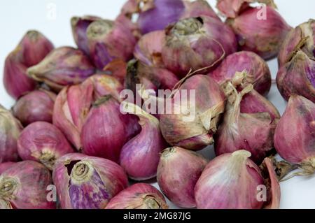 Zu den nahen Verwandten von Bawang Merah oder Schalotten gehören Zwiebeln, Lauch, Chive, walisische Zwiebeln und chinesische Zwiebeln. Mit Ausgewähltem Fokus Stockfoto