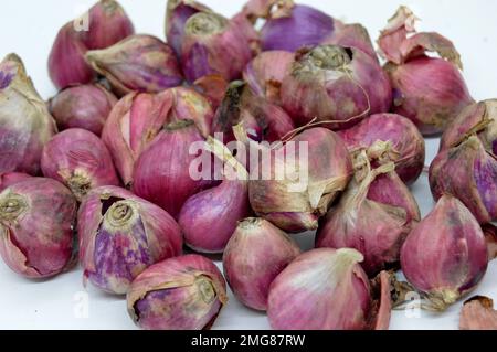 Zu den nahen Verwandten von Bawang Merah oder Schalotten gehören Zwiebeln, Lauch, Chive, walisische Zwiebeln und chinesische Zwiebeln. Mit Ausgewähltem Fokus Stockfoto