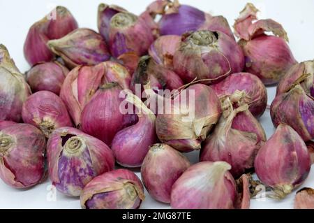 Zu den nahen Verwandten von Bawang Merah oder Schalotten gehören Zwiebeln, Lauch, Chive, walisische Zwiebeln und chinesische Zwiebeln. Mit Ausgewähltem Fokus Stockfoto