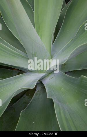 Nahaufnahme des Zentrums der Agave attenuata, gemeinhin bekannt als Fuchs- oder Löwenschwanzagave. Die Mitte der Pflanze befindet sich weiter links. Stockfoto