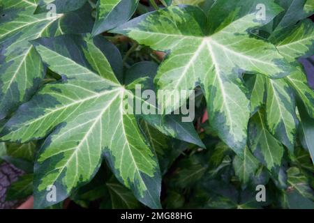 Nahaufnahme der Blätter von „Annemieke“-Baumefeu. Auch Fatshedera lizei genannt. Stockfoto