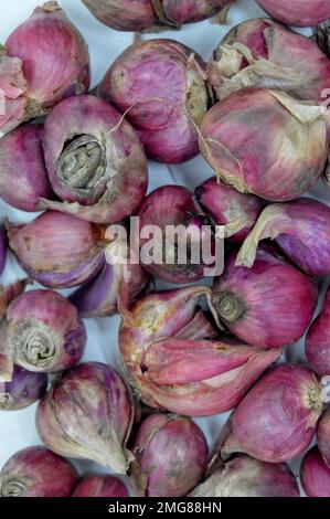 Zu den nahen Verwandten von Bawang Merah oder Schalotten gehören Zwiebeln, Lauch, Chive, walisische Zwiebeln und chinesische Zwiebeln. Mit Ausgewähltem Fokus Stockfoto