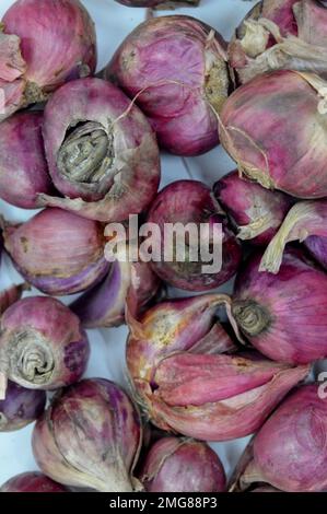 Zu den nahen Verwandten von Bawang Merah oder Schalotten gehören Zwiebeln, Lauch, Chive, walisische Zwiebeln und chinesische Zwiebeln. Mit Ausgewähltem Fokus Stockfoto