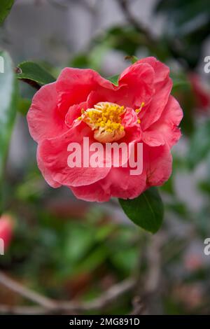 Nahaufnahme der wunderschönen, blassroten Kamelienblume japonica, auch bekannt als gewöhnliche Kamelie oder japanische Kamelie. Stockfoto