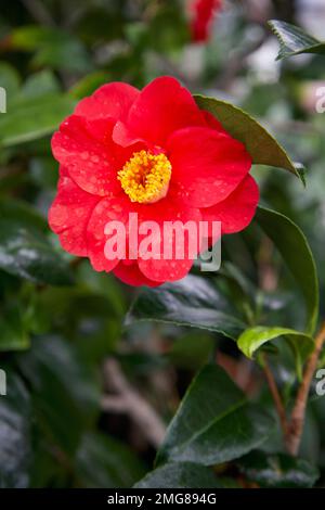 Wunderschöne rote Kamelienblüte, auch bekannt als gewöhnliche Kamelien, oder japanische Kamelien, wie sie im Innenbereich zu finden sind. Stockfoto