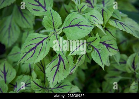 Zur Verengung von Coleus scutellarioides, gemeinhin bekannt als Coleuspflanze. Manchmal auch bemalte Brennnesseln genannt. Stockfoto