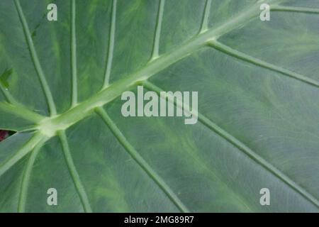 Rückseite des großen Blatts der Kolocasie, auch als Elefantenohrpflanze bezeichnet, zeigt die Venen und die Textur des Blatts. Nahaufnahme mit diagonalen Linien. Stockfoto