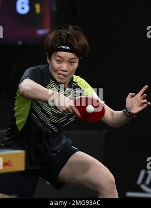 Doha, Katar. 25. Januar 2023. Doo Hoi Kem aus Hongkong, China, tritt während des Viertelfinals der Frauen im Singles gegen Kuai man of China auf der WTT Feeder Doha 2023 in Doha, Katar, am 25. Januar 2023 an. Kredit: Nikku/Xinhua/Alamy Live News Stockfoto