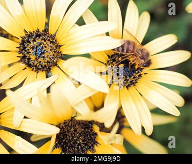 Honigbiene mit Pollen bedeckt Stockfoto