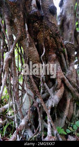 Die Wurzeln Der Bonsai-Pflanze Aus Dem Feuchten Banyanbaum Im Topf Stockfoto