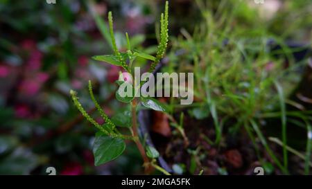 Peperomia Pellucida Wildpflanze, Wächst In Dekorativen Topfpflanzen Stockfoto