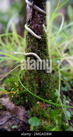 Die Basis Des Bonsai-Baumes Ist Mit Wire Und Mossy Verflochten Stockfoto