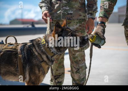 Debra, 45. Sicherheitstrupp-Staffel, militärischer Arbeitshund, schnüffelt am 23. August 2022 an einer Rauchgranate, auf der Patrick Space Force Base, Florida. MWDs durchlaufen Übungen, um die Ausbildung aufrechtzuerhalten und die Einsatzbereitschaft zu gewährleisten. Stockfoto