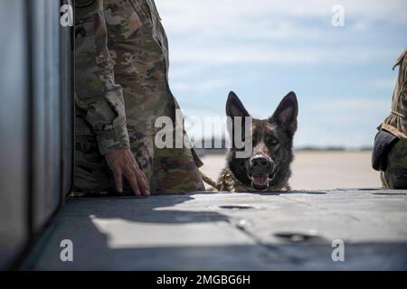 Debra, 45. Sicherheitsgeschwader, militärischer Arbeitshund, wartet auf einen HH60G Pave Hawk am 23. August 2022, Patrick Space Force Base, Florida. MWDs durchlaufen Übungen, um die Ausbildung aufrechtzuerhalten und die Einsatzbereitschaft zu gewährleisten. Stockfoto