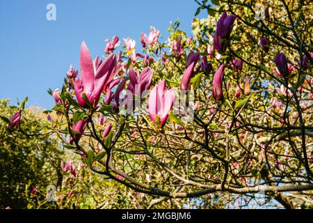 Leuchtend pinkfarbene Susan-Magnolien-Blumen und Vliese, geschlossen unter blauem Himmel. Stockfoto