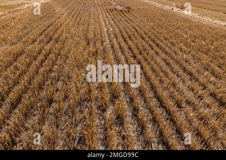 Stoppeltagebart auf dem Feld nach der Ernte. Schneiden Sie im Sommer die Stängel von Getreide auf dem Feld. Schlanke Reihen von Getreidepflanzen an einem Sommertag auf dem Feld. Nahaufnahme, Stockfoto