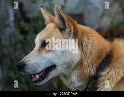 Roter Hund auf der Straße. Mischhund auf einem Bauernhof im Dorf. Stockfoto