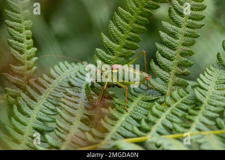 Steropleurus pseudolus Saddle Buschkricket großer Heuschrecken ohne Flügel grün. Endemisch. Tageslicht Stockfoto