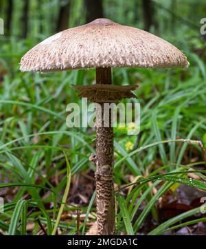 Macrolepiota procera, essbare Pilze im Wald. Macrolepiota Procera, auch bekannt als der Sonnenschirm-Pilz. Sehr lecker und gesund. Essbare Pilze. Stockfoto