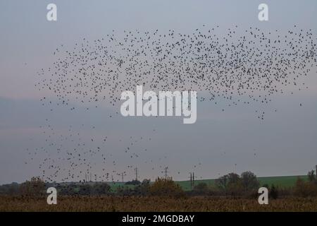 Schöne große Herde Stare. Im Januar und Februar versammelten sich Hunderttausende Stare in riesigen Wolken. Starling-Murmationen. Stockfoto