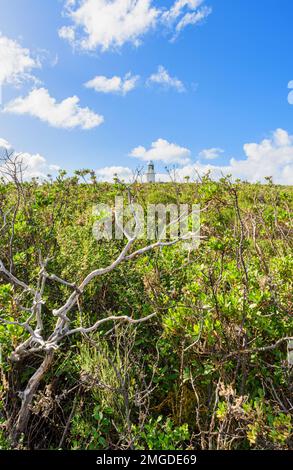 Einheimische Vegetation entlang des Lighthouse Loop Walk Trail mit Blick auf den Cape Naturaliste Lighthouse auf Cape Naturaliste, Westaustralien Stockfoto