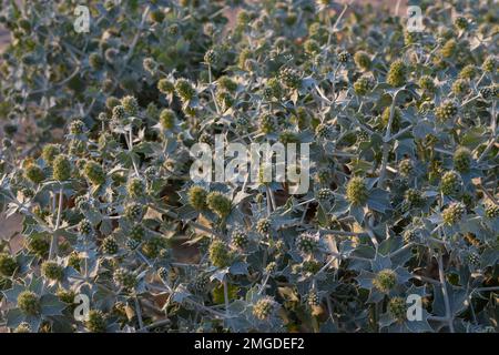 Eryngium maritimum, Seehölle oder Eryngo am Meer. Die Pflanze hat ein sehr starkes und tiefes Wurzelsystem. Stockfoto