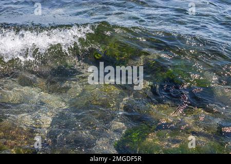 Mit Algen bedeckte Steine am Sandstrand des Meeres in der hellen Sonne und kleinen Wellen. Stockfoto