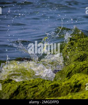 Meereswellen stürzen gegen große Felsen am Ufer und bilden große Spritzer. Stockfoto