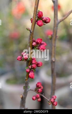 Rote cydonienblüten im Zweigzusammenschnitt mit selektivem Fokus Stockfoto