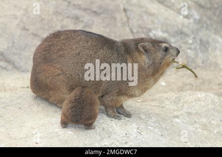 Die Felshyrax (Procavia capensis), auch als Felsdachse und Kaphyrax bezeichnet, wird im südafrikanischen Englisch gemeinhin als die Dassie bezeichnet Stockfoto
