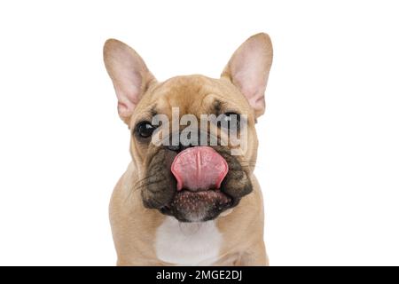 Lustiges Porträt einer französischen Bulldogge, die sich die Nase leckt, auf isoliertem weißen Hintergrund, Vorderansicht Stockfoto