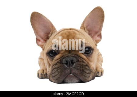 Nahaufnahme französische Bulldogge, die lügt und wartet, in die Kamera schaut, auf isolierten weißen Hintergrund, Vorderansicht Stockfoto