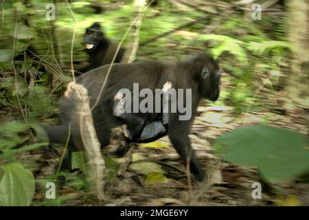 Eine Erwachsene Frau mit Sulawesi-Schwarzkammmakaken (Macaca nigra) trägt ein Kind, während sie sich auf dem Boden des Tiefland-Regenwalds im Tangkoko-Wald in Nord-Sulawesi, Indonesien, bewegt. Umzug ist eine der fünf Klassen von Sulawesi Schwarzkammmakaken (Macaca nigra), die von Timothy O'Brien und Margaret Kinnaird in einem erstmals im International Journal of Primatology im Januar 1997 veröffentlichten Forschungspapier identifiziert wurden. Wenn sie sich bewegen, schrieben sie, ist ein Kammmakak in „Bewegung, einschließlich Gehen, Laufen, Klettern und Springen“. Stockfoto