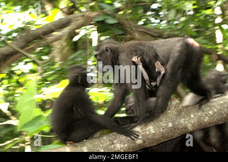 Eine Erwachsene Frau von Sulawesi-Schwarzkammmakaken (Macaca nigra) trägt ein Kind, während sie sich auf einem Baumstamm bewegt, vor dem Hintergrund anderer Personen im Tangkoko-Wald in Nord-Sulawesi, Indonesien. Umzug ist eine der fünf Klassen von Sulawesi Schwarzkammmakaken (Macaca nigra), die von Timothy O'Brien und Margaret Kinnaird in einem erstmals im International Journal of Primatology im Januar 1997 veröffentlichten Forschungspapier identifiziert wurden. Wenn sie sich bewegen, schrieben sie, ist ein Kammmakak in „Bewegung, einschließlich Gehen, Laufen, Klettern und Springen“. Im Durchschnitt hat Sulawesi schwarze Makaken... Stockfoto