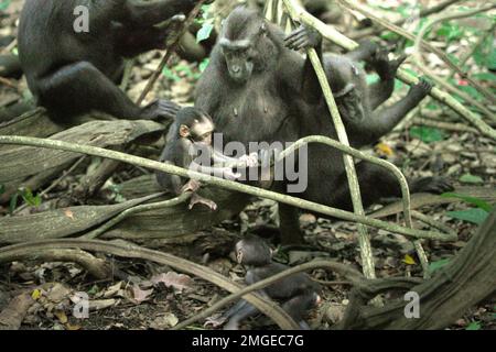 Eine Gruppe von Sulawesi-Schwarzkammmakaken (Macaca nigra) kümmert sich während der Entwöhnungszeit um ihre Säuglinge in ihrem natürlichen Lebensraum, dem Tiefland-Regenwald im Naturschutzgebiet Tangkoko, North Sulawesi, Indonesien. Die Entwöhnungsphase eines makaken Säuglings – im Alter von 5 Monaten bis zum Alter von 1 Jahren – ist die früheste Lebensphase, in der die Säuglingssterblichkeit am höchsten ist. Primate Wissenschaftler vom Macaca Nigra Project beobachteten, dass die „makaken Kammgruppen mit mehr erwachsenen Frauen besser in der Lage sind, (Nahrungsmittel-)Ressourcen gegen andere Gruppen zu verteidigen“ – einer der Faktoren, die die Überlebenschance bestimmen. Stockfoto