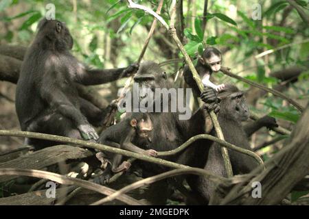 Eine Gruppe von Sulawesi-Schwarzkammmakaken (Macaca nigra) kümmert sich während der Entwöhnungszeit um ihre Säuglinge in ihrem natürlichen Lebensraum, dem Tiefland-Regenwald im Naturschutzgebiet Tangkoko, North Sulawesi, Indonesien. Die Entwöhnungsphase eines makaken Säuglings – im Alter von 5 Monaten bis zum Alter von 1 Jahren – ist die früheste Lebensphase, in der die Säuglingssterblichkeit am höchsten ist. Primate Wissenschaftler vom Macaca Nigra Project beobachteten, dass die „makaken Kammgruppen mit mehr erwachsenen Frauen besser in der Lage sind, (Nahrungsmittel-)Ressourcen gegen andere Gruppen zu verteidigen“ – einer der Faktoren, die die Überlebenschance bestimmen. Stockfoto