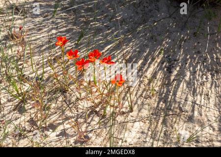 Die wunderschöne rote Blütenform der Sundew Drosera Cistiflora in einem natürlichen Lebensraum, fleischfressende Pflanze, klebrige Pflanze, Westkap von Südafrika Stockfoto