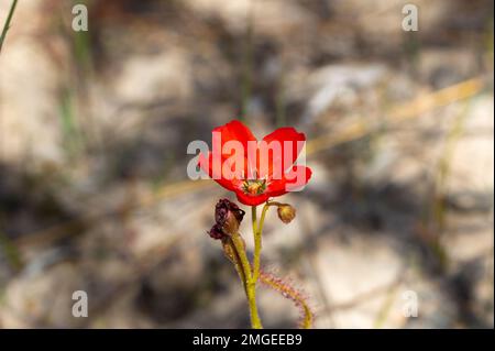 Die wunderschöne rote Blütenform der Sundew Drosera Cistiflora in einem natürlichen Lebensraum, fleischfressende Pflanze, klebrige Pflanze, Westkap von Südafrika Stockfoto