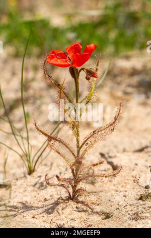 Die wunderschöne rote Blütenform der Sundew Drosera Cistiflora in einem natürlichen Lebensraum, fleischfressende Pflanze, klebrige Pflanze, Westkap von Südafrika Stockfoto