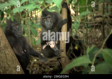 Erwachsene Weibchen von Sulawesi-Schwarzkammmakaken (Macaca nigra) kümmern sich während der Entwöhnungsphase in ihrem natürlichen Lebensraum, dem Tiefland-Regenwald im Naturschutzgebiet Tangkoko, North Sulawesi, Indonesien, um ein Kind. Die Entwöhnungsphase eines makaken Säuglings – im Alter von 5 Monaten bis zum Alter von 1 Jahren – ist die früheste Lebensphase, in der die Säuglingssterblichkeit am höchsten ist. Primate Wissenschaftler vom Macaca Nigra Project beobachteten, dass die „makaken Kammgruppen mit mehr erwachsenen Frauen besser in der Lage sind, (Nahrungsmittel-)Ressourcen gegen andere Gruppen zu verteidigen“ – einer der Faktoren, die die Überlebenschance bestimmen. Stockfoto