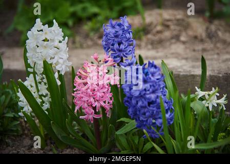 Helle mehrfarbige große Hyazinthen wachsen in einem Blumenbeet. Stockfoto