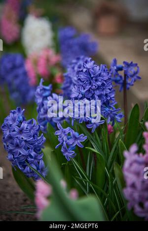 Helle mehrfarbige große Hyazinthen wachsen in einem Blumenbeet. Stockfoto