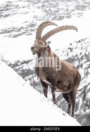 Alpines Ibex, männlich auf Schnee (Capra ibex) Stockfoto