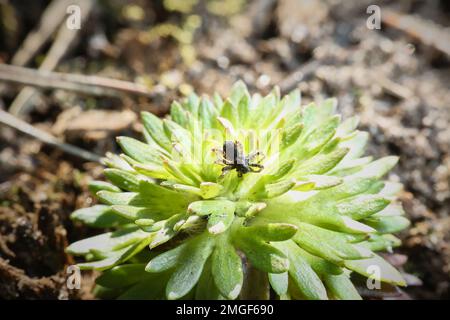 Gartenspinne auf einer grünen, stacheligen, saftigen Blume Stockfoto