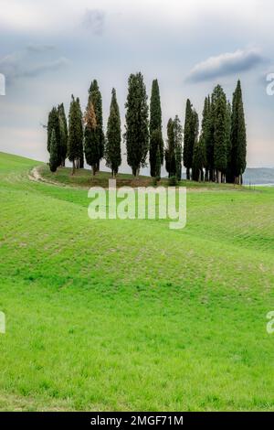 Ein kleiner Zypressenhain auf einem grünen Hügel im Val d'Orcia in der Toskana, Italien. Stockfoto