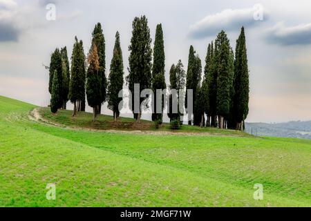 Ein kleiner Zypressenhain auf einem grünen Hügel im Val d'Orcia in der Toskana, Italien. Stockfoto