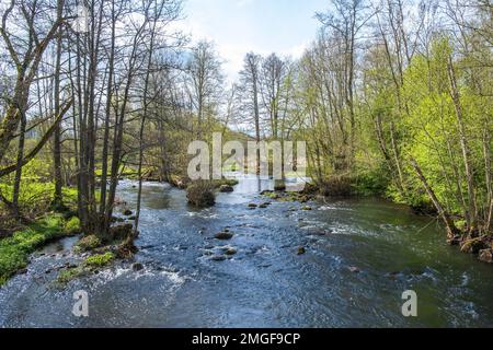 Fluss in einem üppigen Wald im Frühling Stockfoto