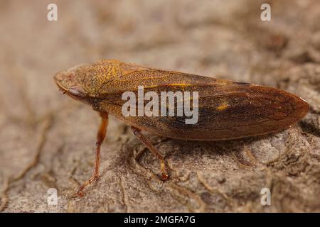 Detaillierte Nahaufnahme des europäischen Erlenspießers Aphrophora alni, der auf einem Stein sitzt Stockfoto